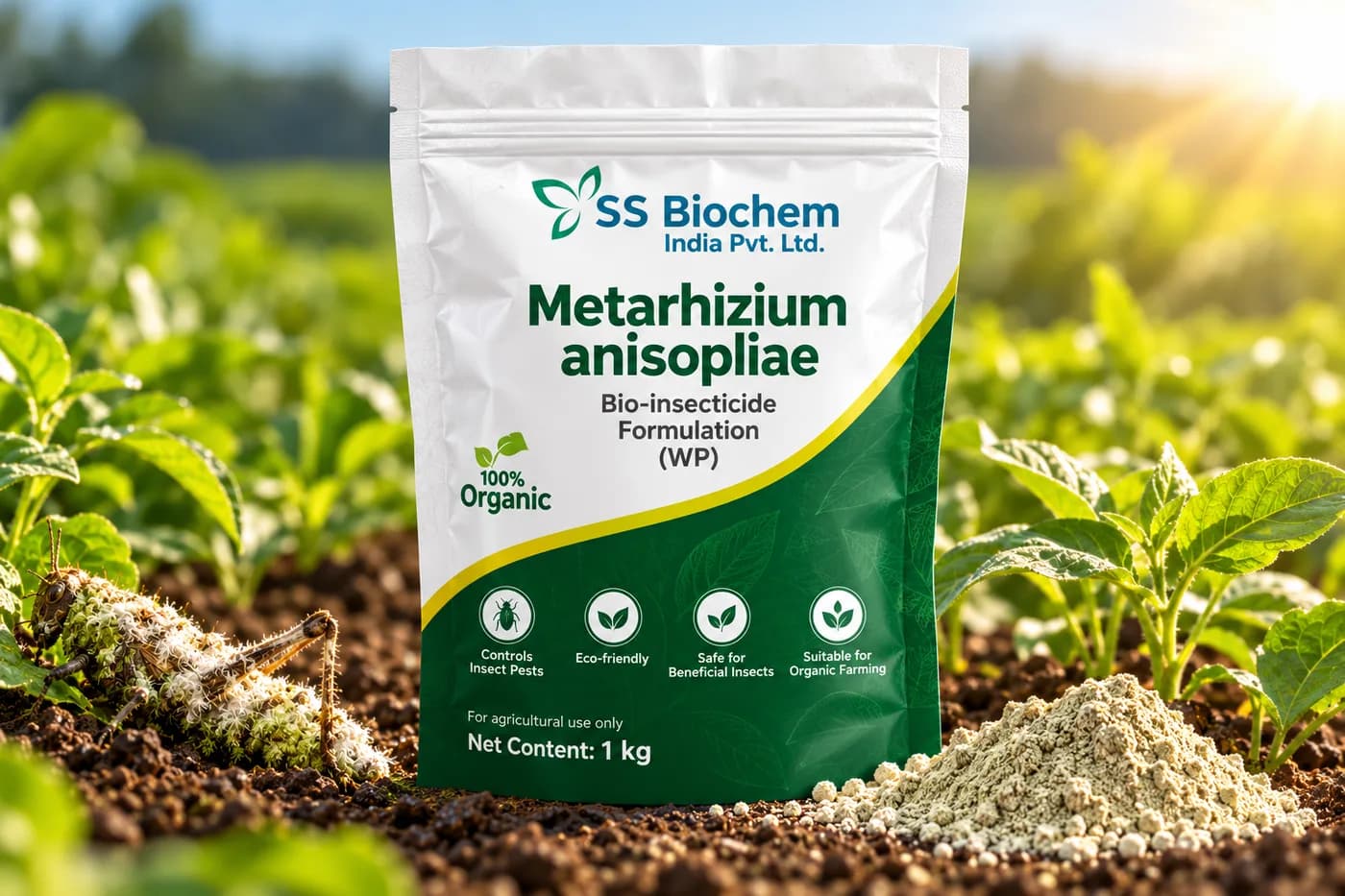 Metarhizium anisopliae supplied by SS Biochem, shown in the field