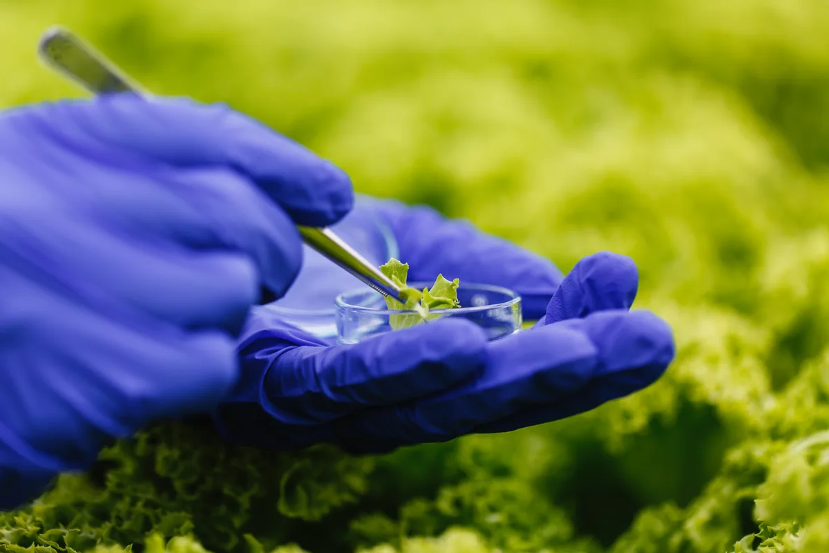 A crop seedling with its root zone exposed, with microscope views of bacterial and fungal organisms alongside it